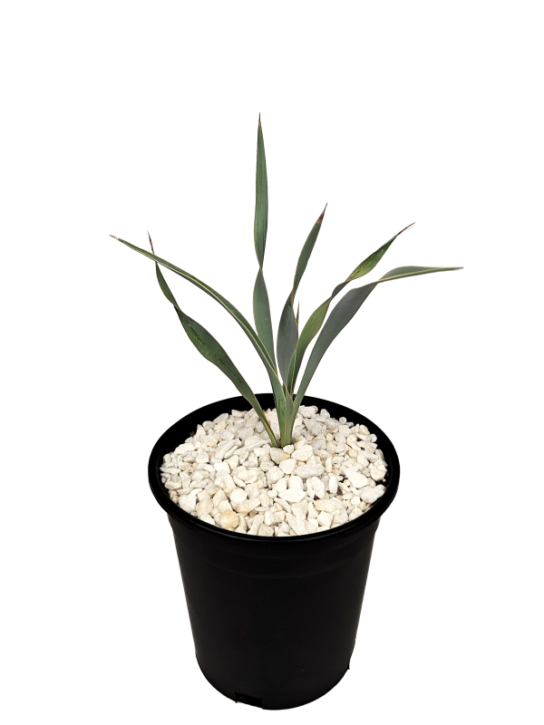 Yucca pallida - Pale Leaf Yucca Online Hot Sale