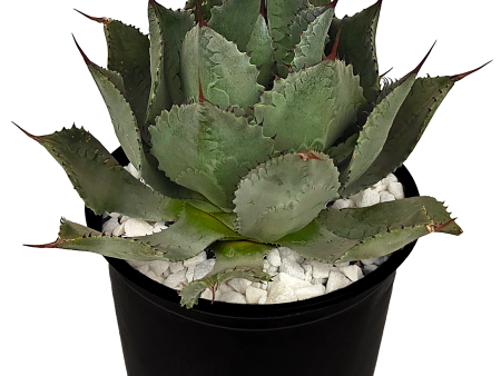 Agave potatorum - Butterfly Agave Online