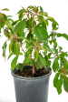 Hamelia patens - Red Firecracker Bush For Sale