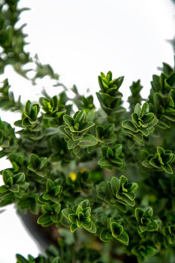 Euonymus japonicus v. microphylla Sale