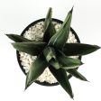 Agave nickelsiae (syn. A. ferdinandi-regis) - King Ferdinand Agave Online now