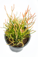 Euphorbia tirucalli  Firestick  - Sticks on Fire Online Hot Sale