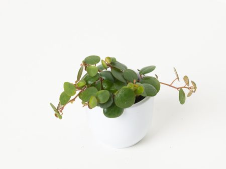 Peperomia Pepperspot For Sale