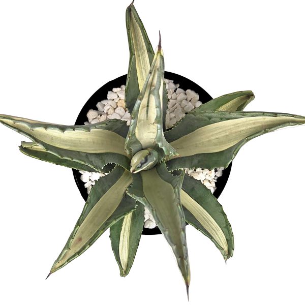 Agave a. medio-picta  alba  - White-Striped Century Plant For Discount