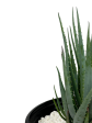 Aloe brevifolia  Blue Elf  For Discount