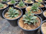 Agave hybrid  Oaxaca  Hot on Sale