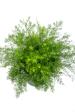 Asparagus sprengeri - Asparagus Fern Cheap