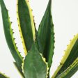 Agave salmiana variegated Fashion