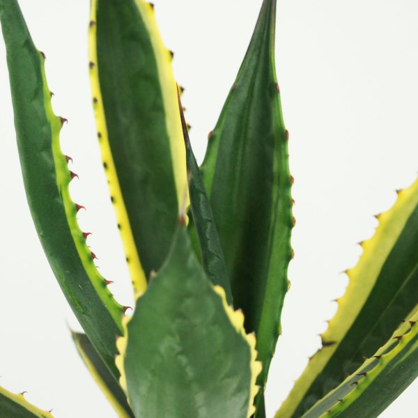 Agave salmiana variegated Fashion