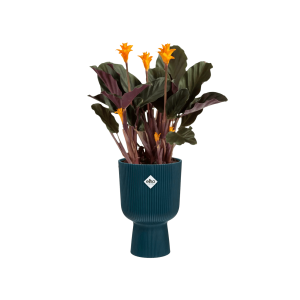 Elho Vibes Coupe Planter Hot on Sale