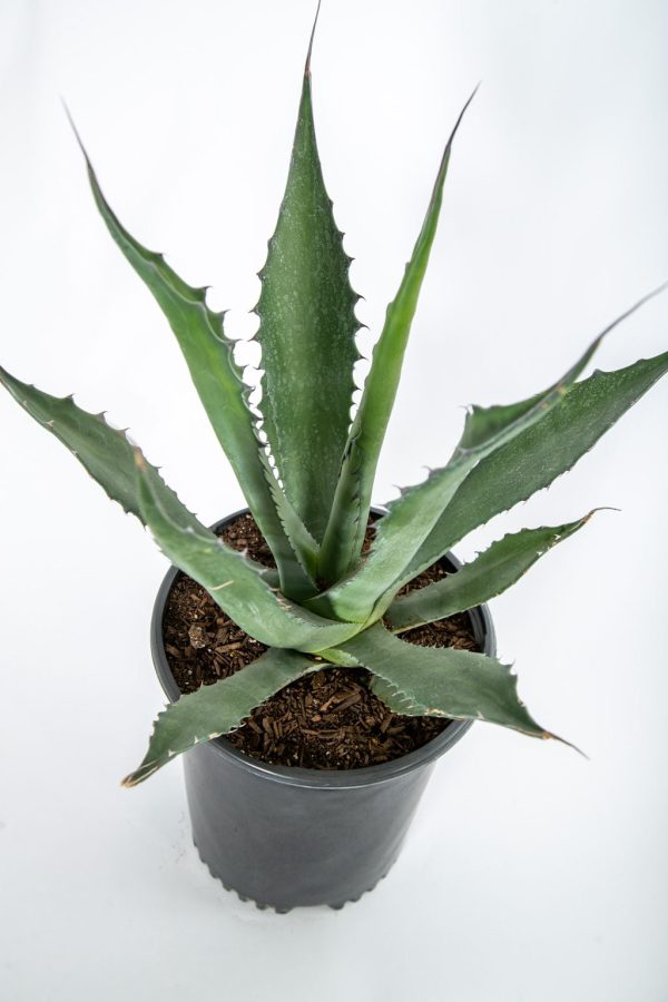 Agave salmiana  Green Giant  For Discount