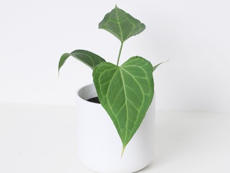 Anthurium Delta Force Supply