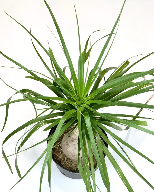 Beaucarnea recurvata - Ponytail Palm, Elephant Foot Sale