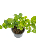 Jasminum sambac - Arabian Jasmine For Discount