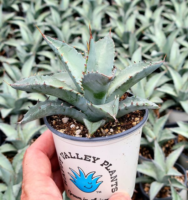 Agave hybrid  Dakota  - Agave titanota x margaritae on Sale