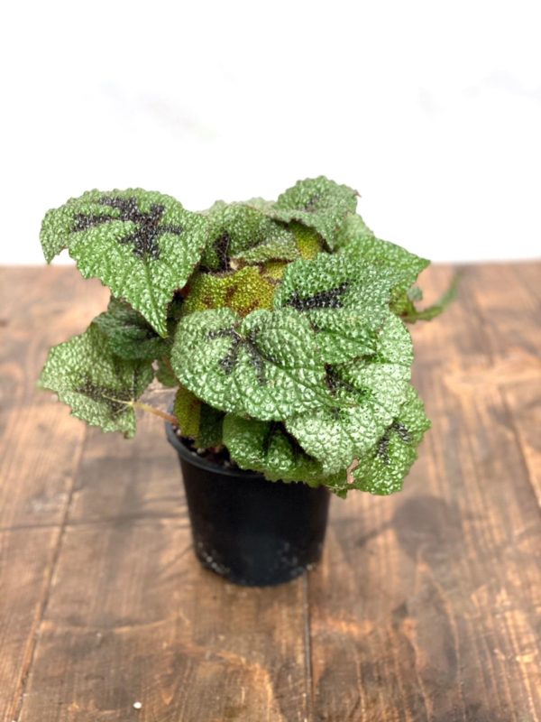 Begonia Masoniana Iron Cross Cheap