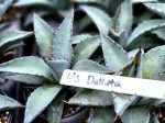 Agave hybrid  Dakota  - Agave titanota x margaritae on Sale