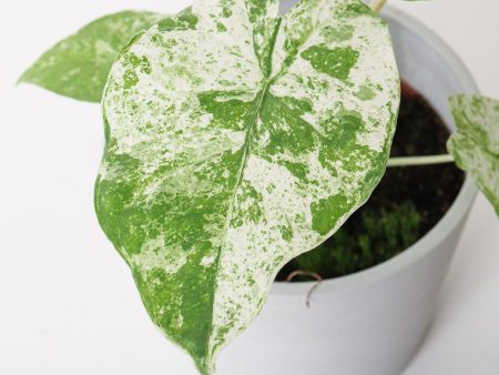 Alocasia Odora  Batik  Sale