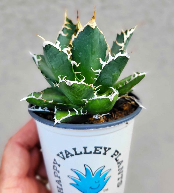 Agave hybrid  Oaxaca  Hot on Sale