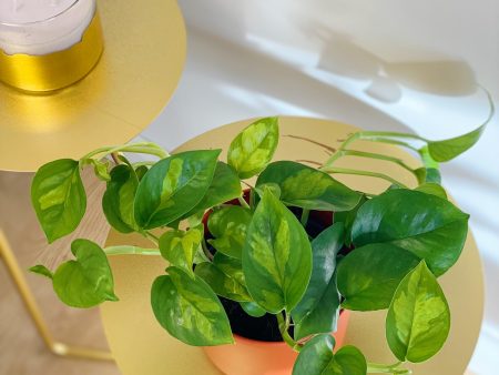 Epipremnum Global Green Pothos For Discount