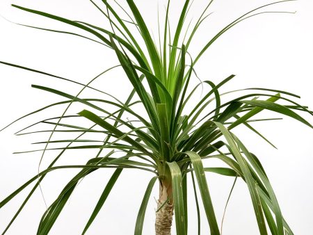 Beaucarnea recurvata - Ponytail Palm, Elephant Foot Sale