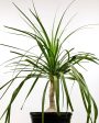 Beaucarnea recurvata - Ponytail Palm, Elephant Foot Sale