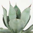 Agave pygmae  Dragon Toes  Cheap