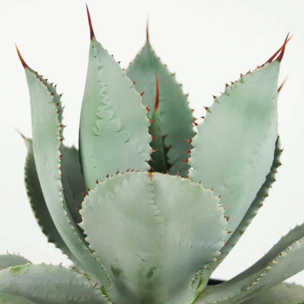 Agave pygmae  Dragon Toes  Cheap