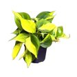 Philodendron Scandens Brasil Fashion