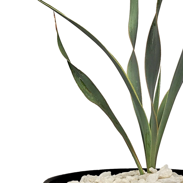 Yucca pallida - Pale Leaf Yucca Online Hot Sale