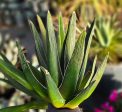 Agave pintilla - Maguey Pintillo (Rare) Discount