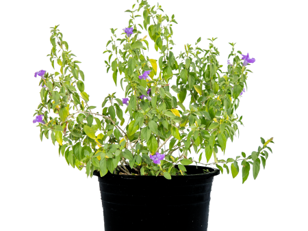 Ruellia peninsularis - Desert Ruellia Sale