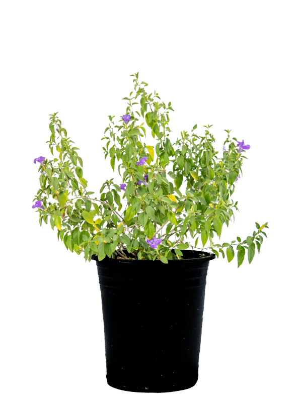 Ruellia peninsularis - Desert Ruellia Sale