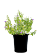 Ruellia peninsularis - Desert Ruellia Sale