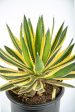 Agave lophantha v. Quadricolor Cheap