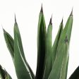 Agave nickelsiae (syn. A. ferdinandi-regis) - King Ferdinand Agave Online now