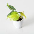 Philodendron Scandens Brasil Fashion