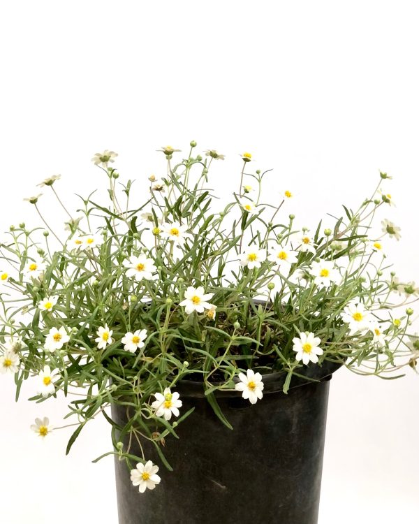 Melampodium leucanthum - Blackfoot Daisy Fashion