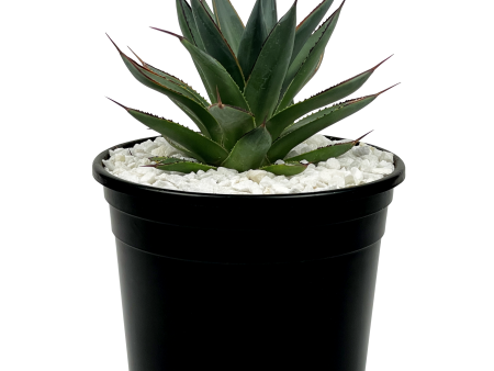 Agave x  Blue Glow  Fashion