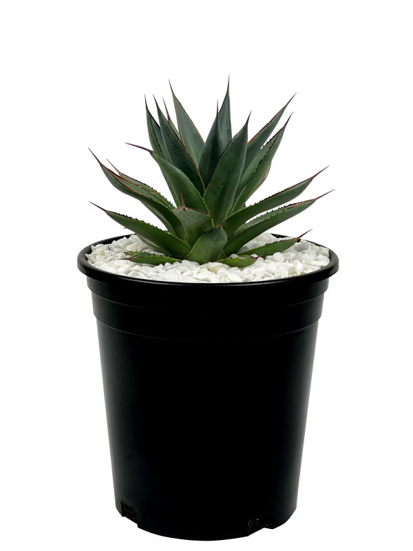 Agave x  Blue Glow  Fashion