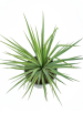 Yucca recurvifolia (pendula) Hot on Sale