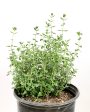 Teucrium c.  Prostratum  - Trailing Germander Cheap