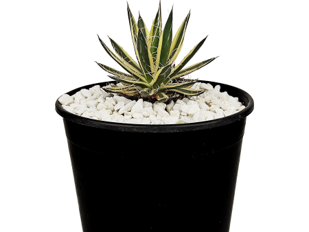 Agave schidigera  Royal Flush  Discount