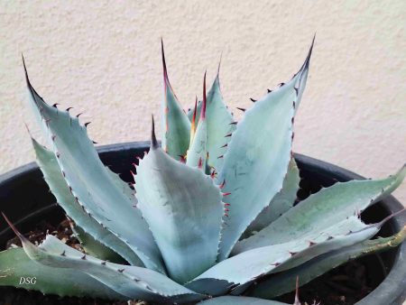 Agave parryi v. huachucensis Online Hot Sale