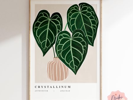 Anthurium Crystallinum Art Print Online Sale