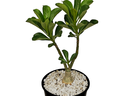 Adenium obesum - Desert Rose For Sale