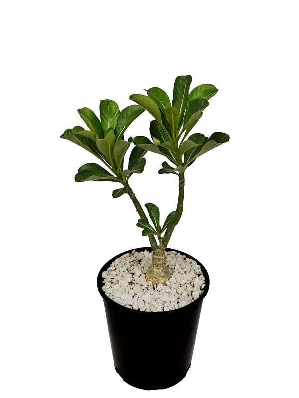 Adenium obesum - Desert Rose For Sale