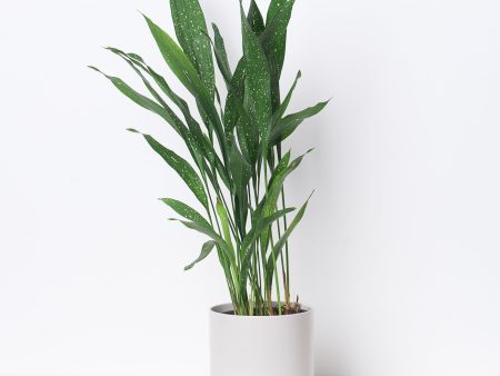 Aspidistra  Milky Way  | Variegated Cast Iron Plant For Discount