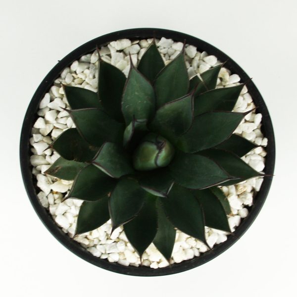 Agave x  Blue Emperor  For Sale