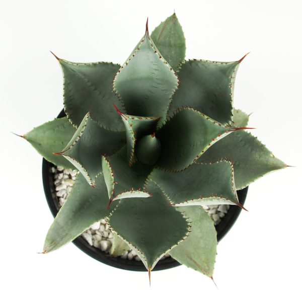 Agave pygmae  Dragon Toes  Cheap